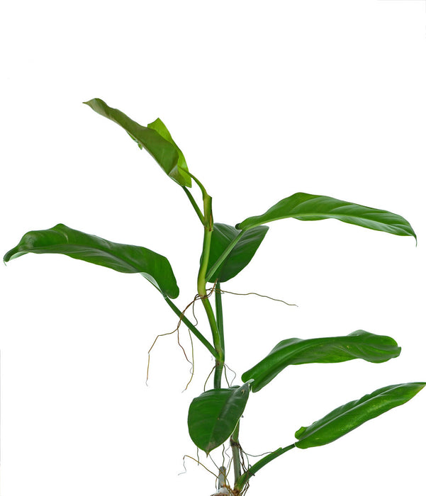 philodendron parvilobum Philodendron parvilobum Ecuagenera