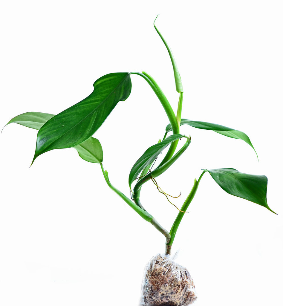 Philodendron parvilobum cf