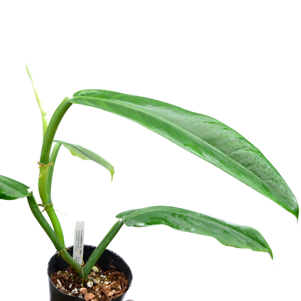 Philodendron parvilobum Paradise (seedling)