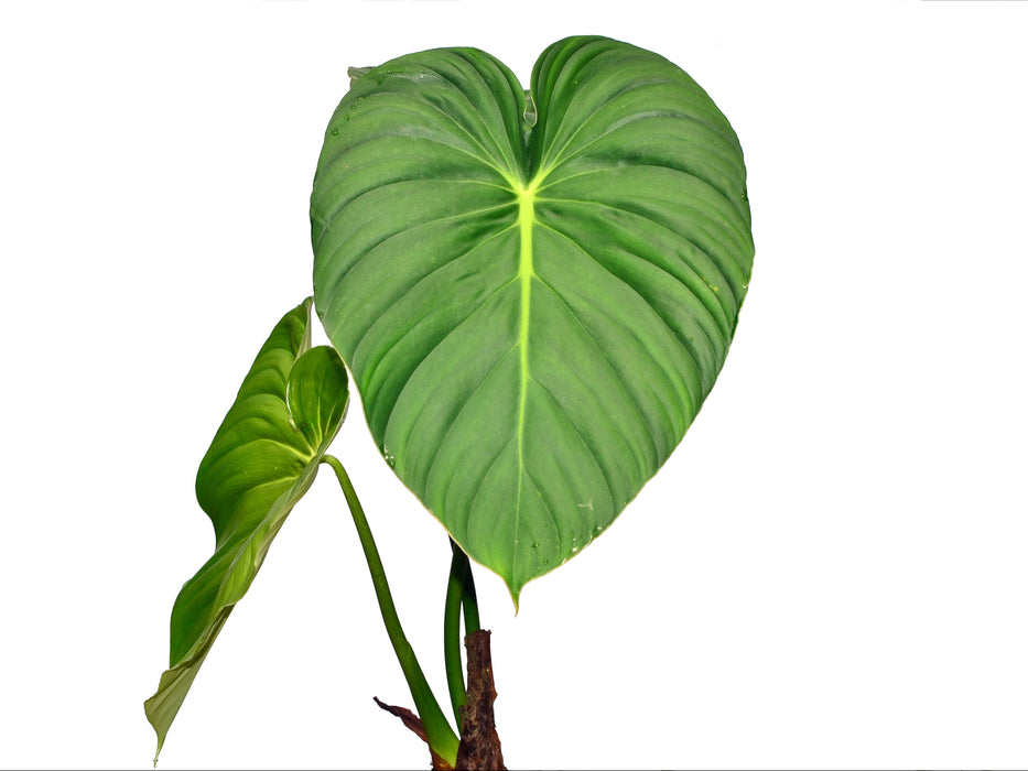 Philodendron pastazanum - 6 inch pot