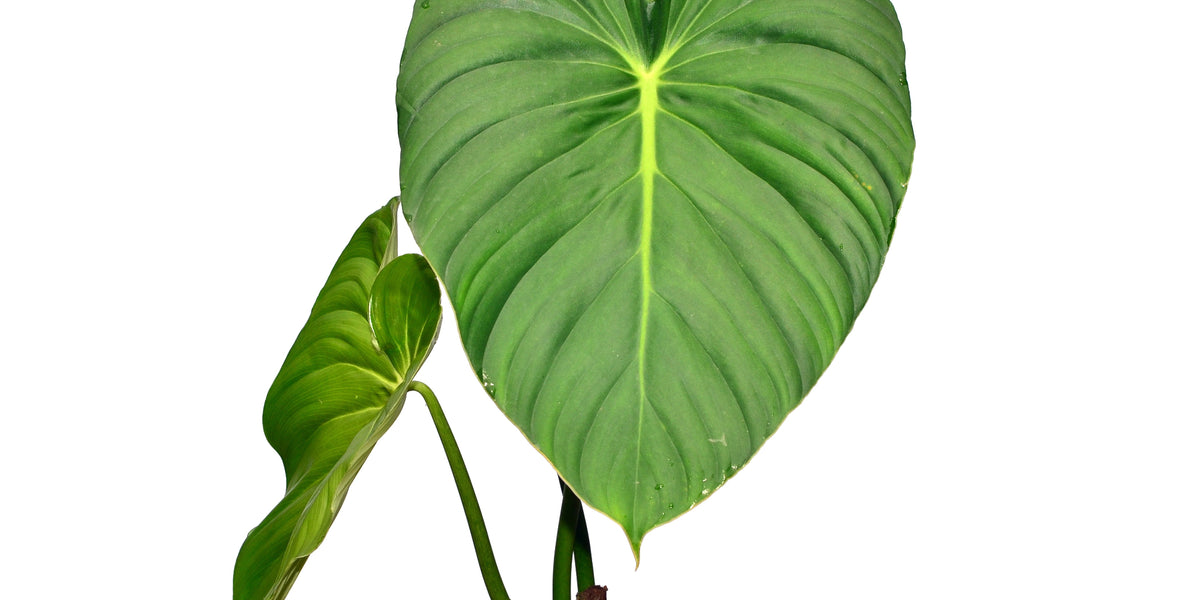 philodendron pastazanum care Philodendron pastazanum — Ecuagenera USA Corp