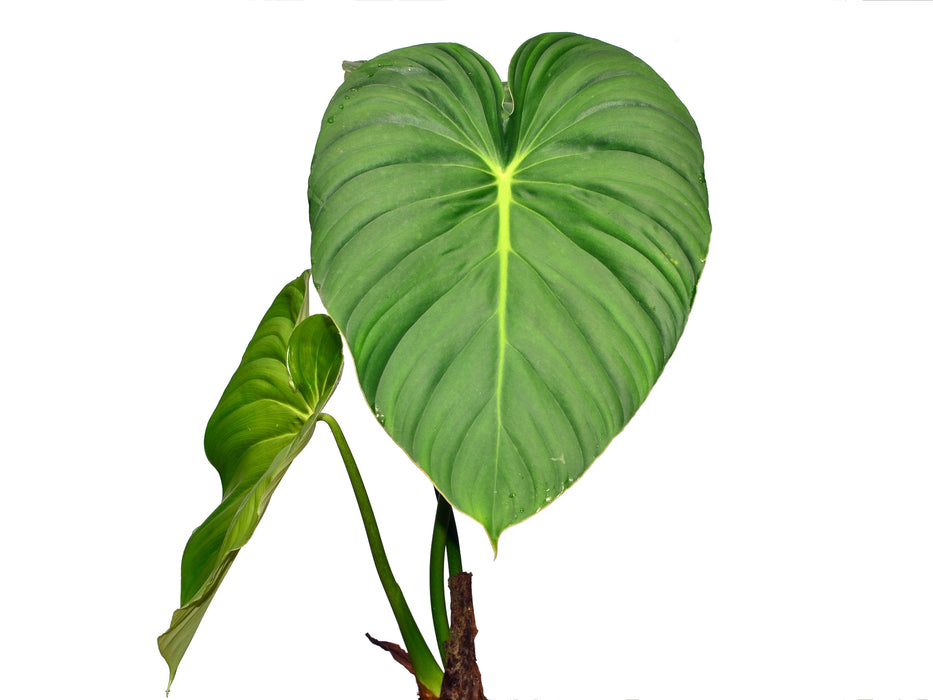 where to buy philodendron plants Philodendron pastazanum — Ecuagenera USA Corp