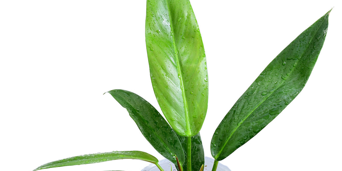 Philodendron_patriciae_x_ruizi