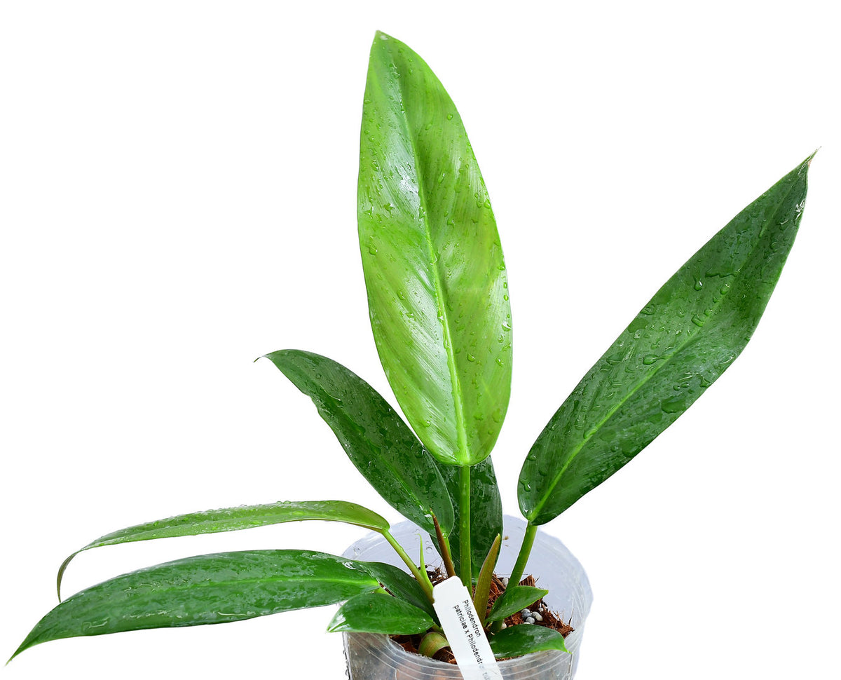 Philodendron Ivan Portilla — Ecuagenera USA Corp