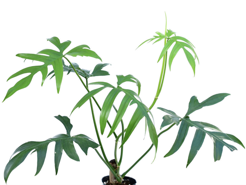 philodendron pedatum narrow Philodendron pedatum