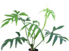 Philodendron pedatum