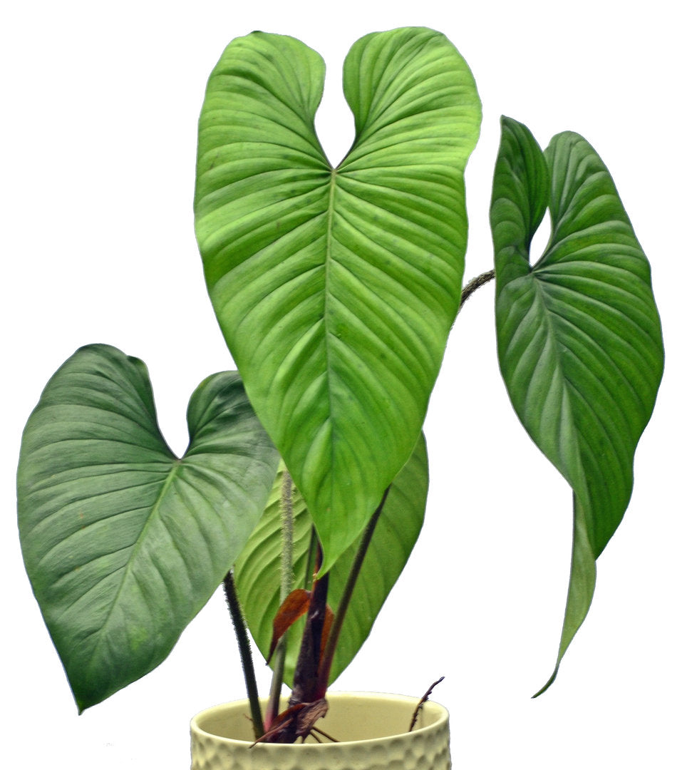 philodendron asperatum Philodendron pseudoverrucosum cf