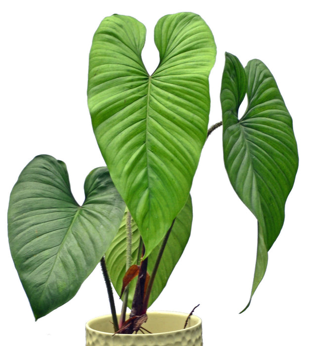 ecuagenera philodendron Philodendron pseudoverrucosum cf
