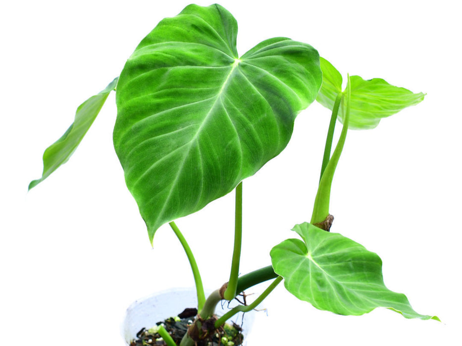 philodendron verrucosum giganteum Philodendron pseudoverrucosum — Ecuagenera USA Corp