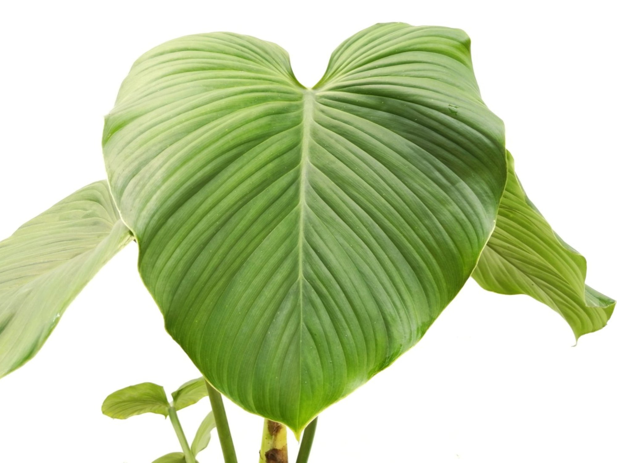 philodendron pterotum andes Philodendron pterotum Andes