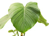 Philodendron pterotum Andes