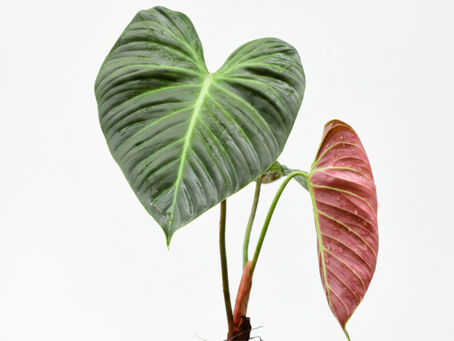 Philodendron rubrijuvenile (Big)