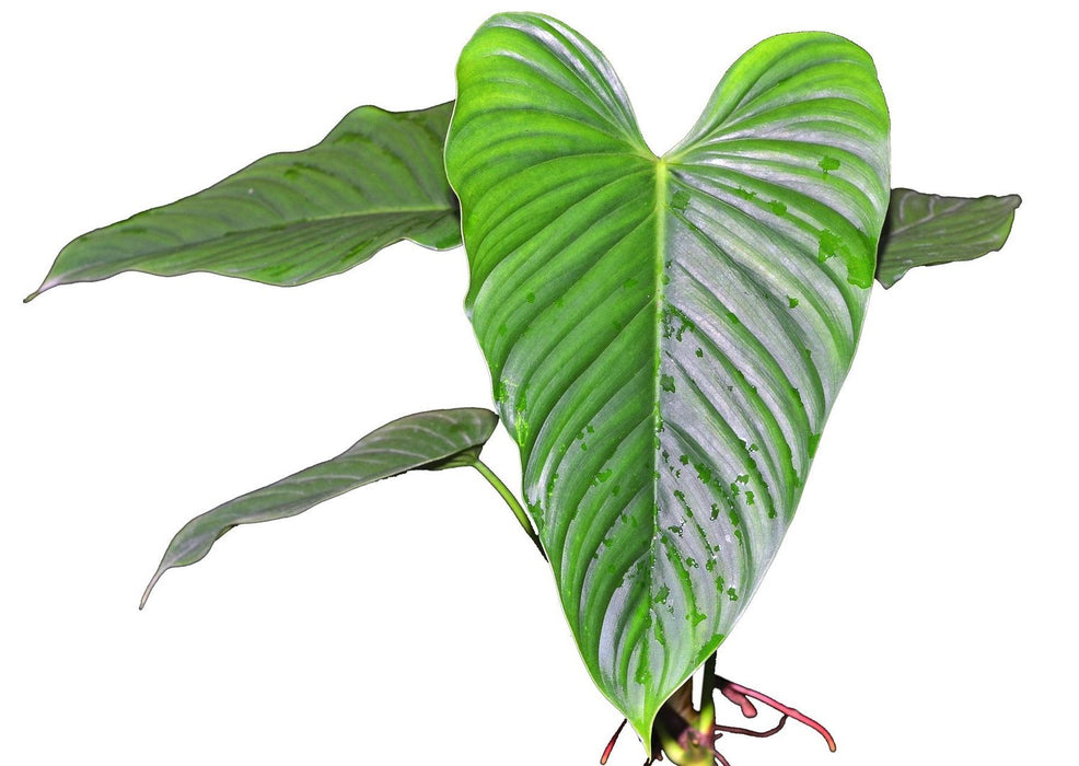 anthurium schottianum Philodendron schottianum — Ecuagenera USA Corp
