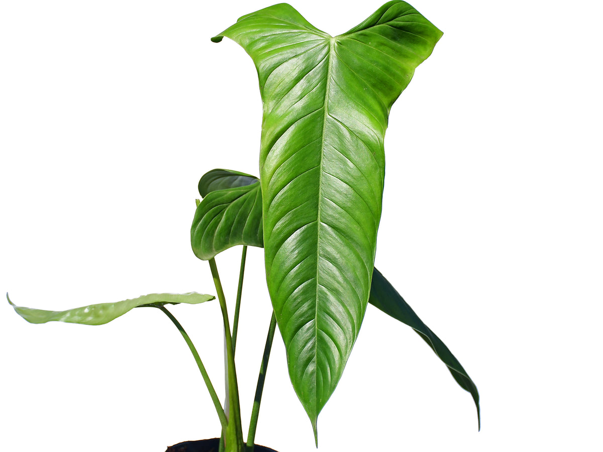 philodendron sharoniae goat Philodendron sharoniae Goat