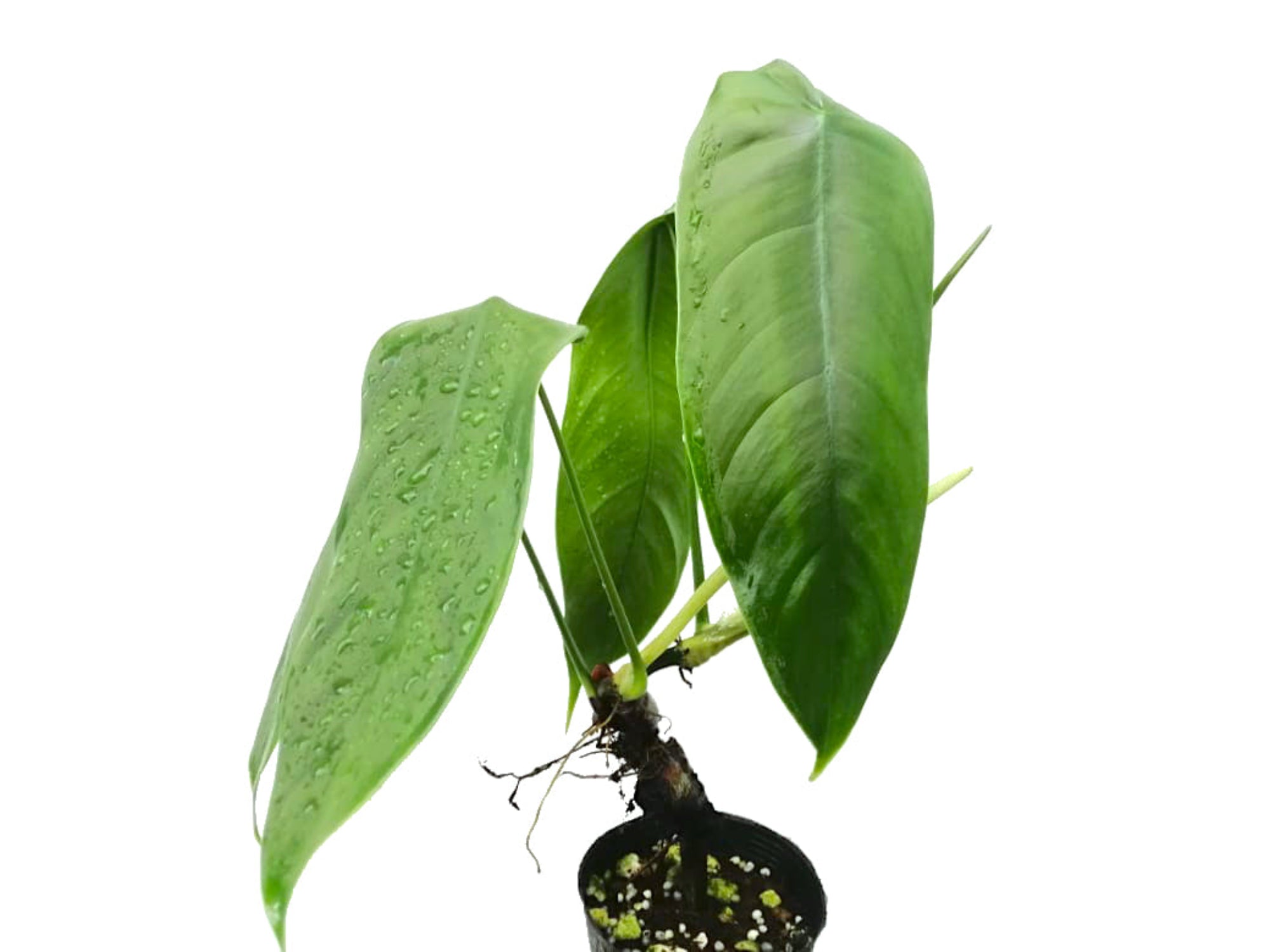 Philodendron sharoniae *Grower's choice*