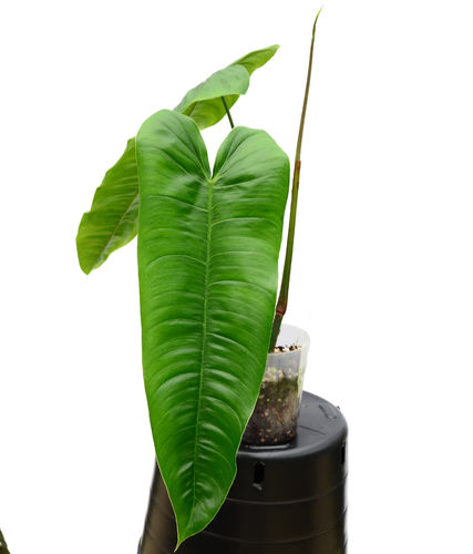 philodendron tenue vs sharoniae Philodendron sharoniae 'Mosquera'