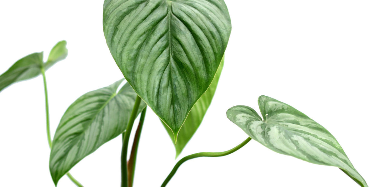 Philodendron sodiroi aff — Ecuagenera USA Corp