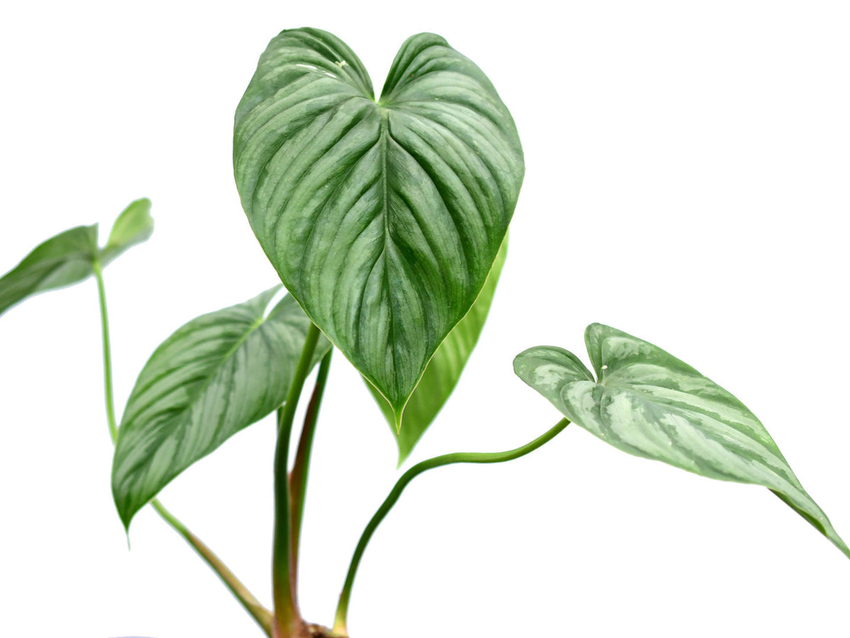 Philodendron sodiroi aff