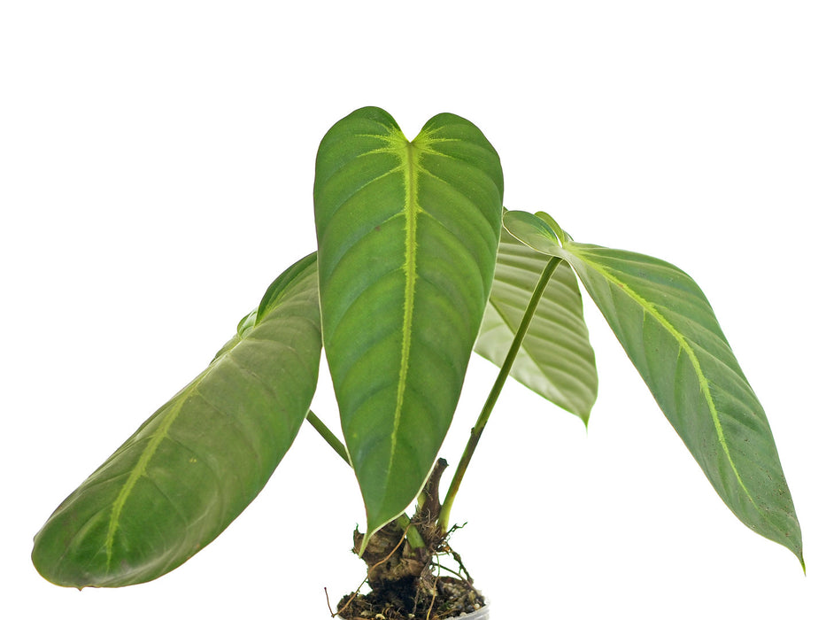philodendron angela Philodendron Angel — Ecuagenera USA Corp