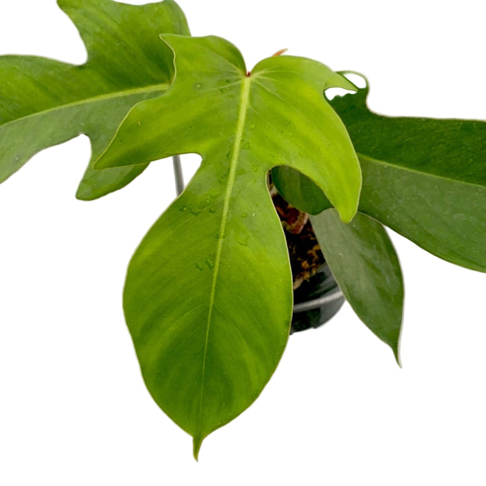 Philodendron squamiferum