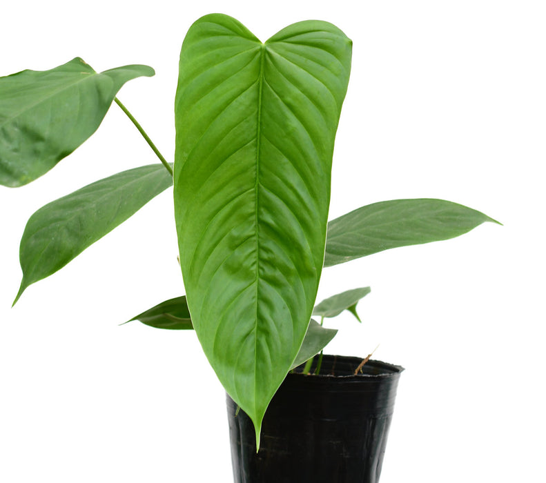 Philodendron tenue aff