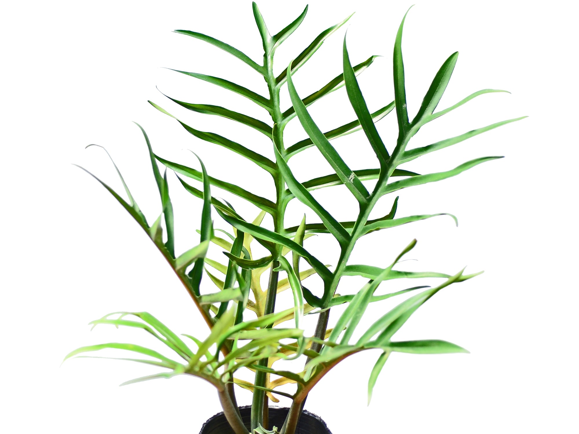Philodendron 'Tortum'