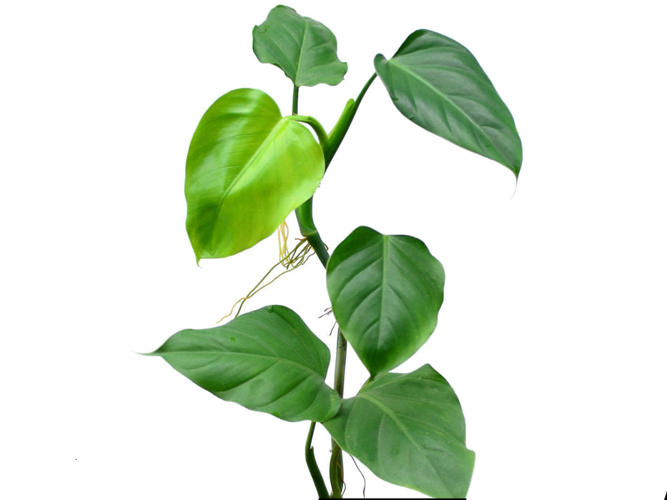 Philodendron undulatum 1