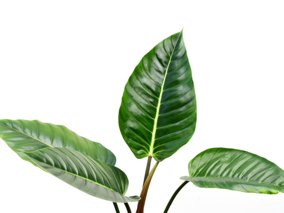 Philodendron urraoense