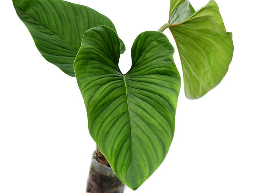 philodendron curvipetiolatum Philodendron verrucapetiolum