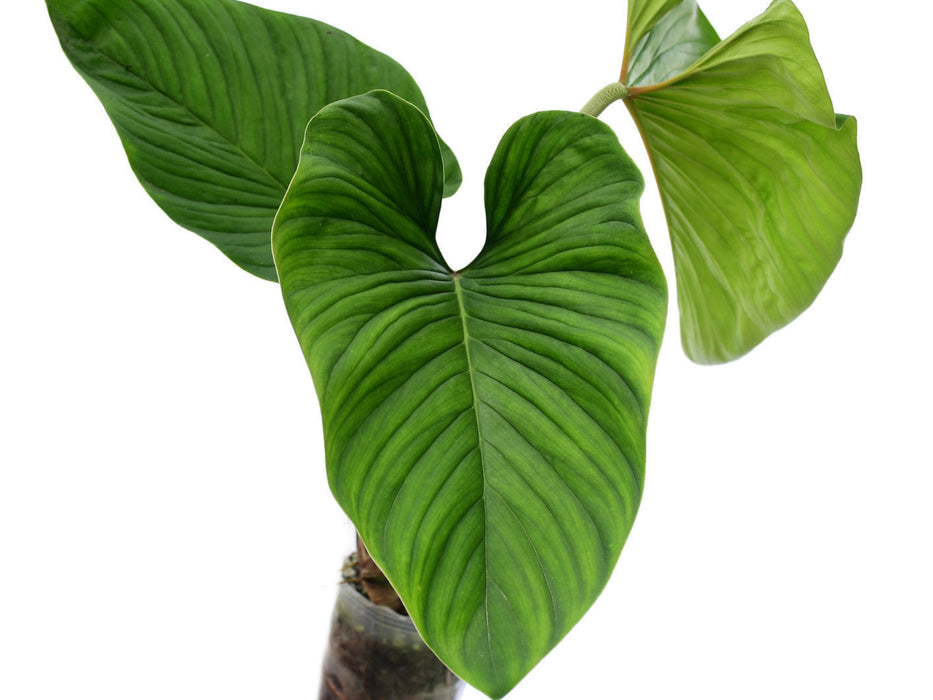 Philodendron verrucapetiolum