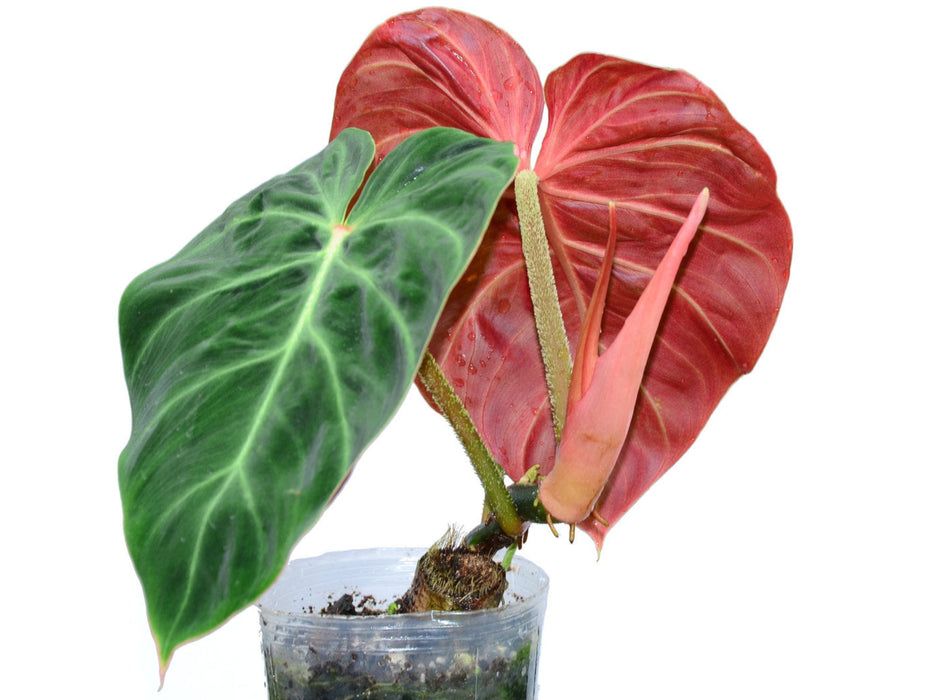 Philodendron verrucosum Amazon Sunset (seedling)