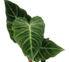 Philodendron verrucosum Amazonas