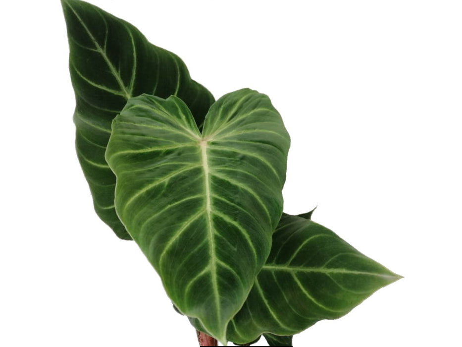 Philodendron verrucosum Amazonas