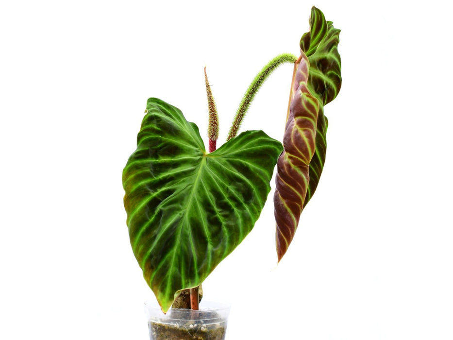 Philodendron verrucosum Fantasy
