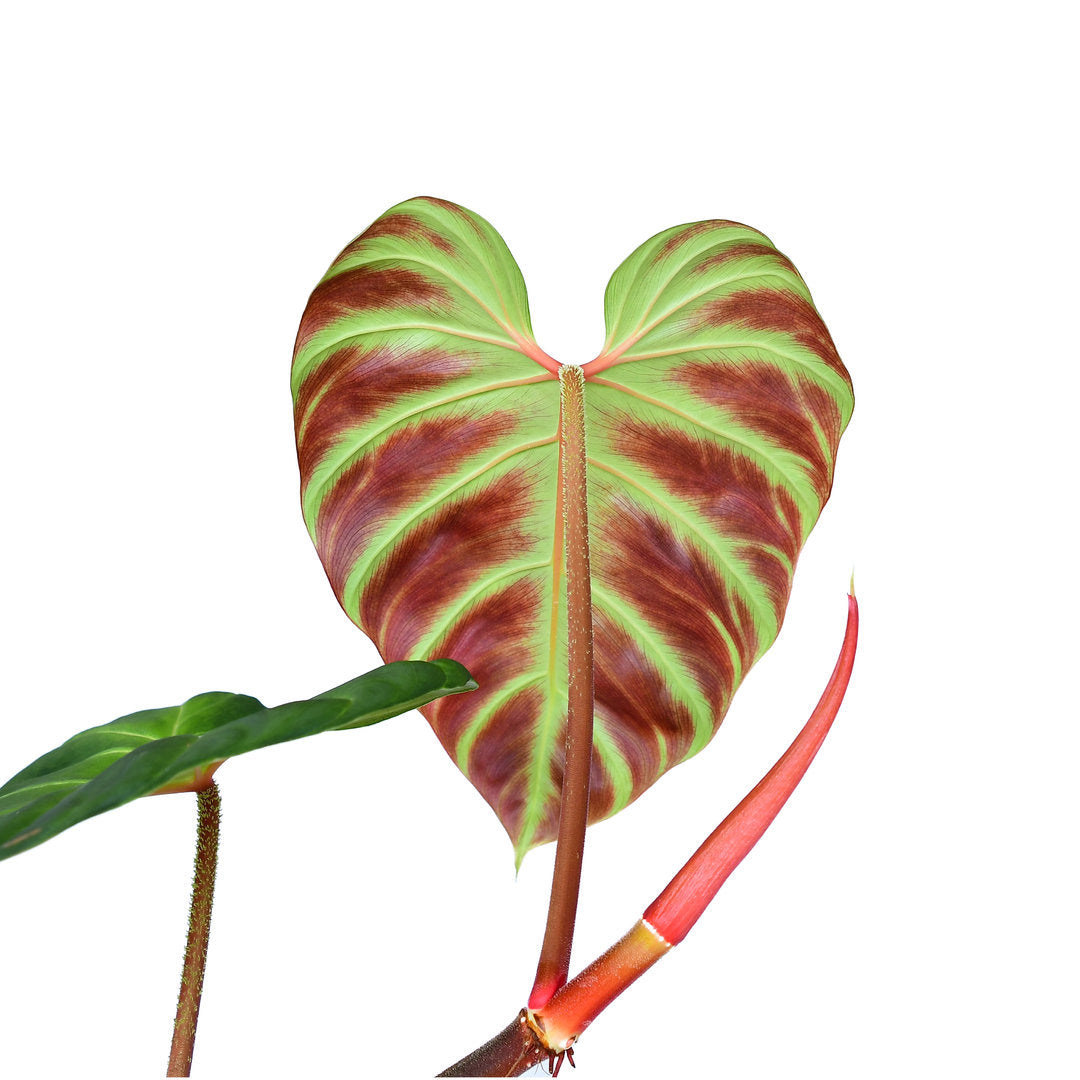 Philodendron verrucosum Hummingbird - Compact Velvety Climber