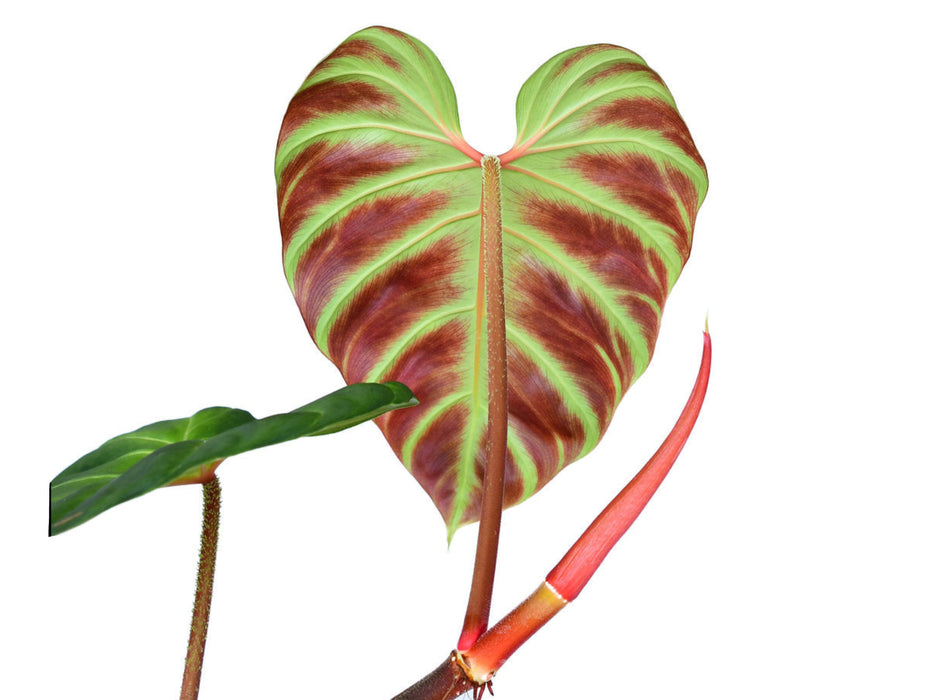 Philodendron verrucosum hummingbird