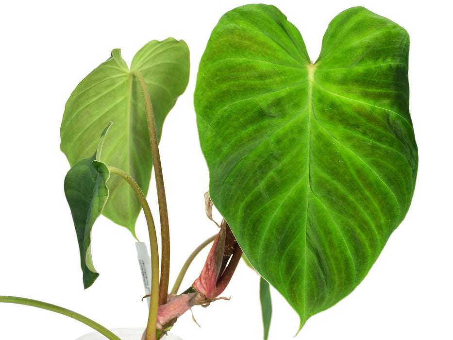 Philodendron verrucosum form melon (seedling)