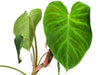 Philodendron verrucosum form melon