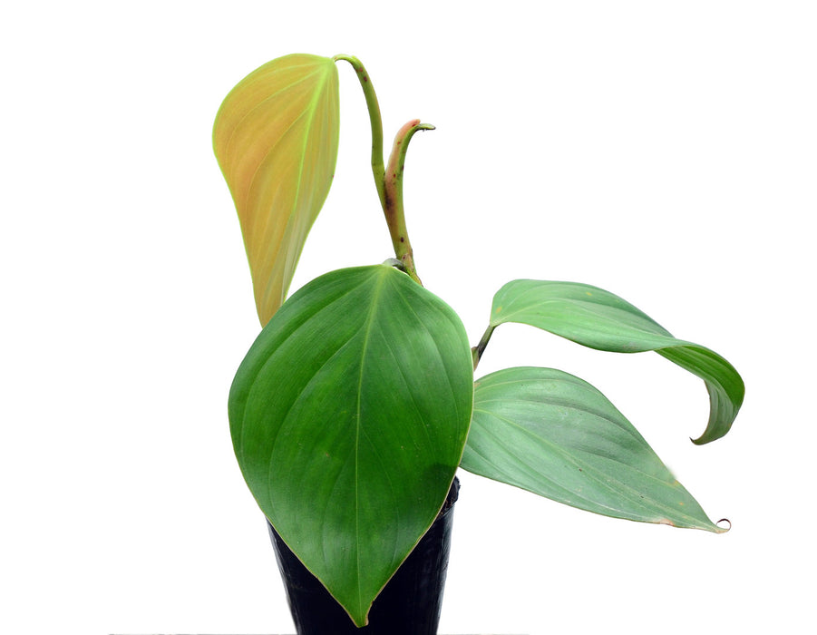 philodendron villamagense Philodendron villamagense 'Pangui' — Ecuagenera USA Corp