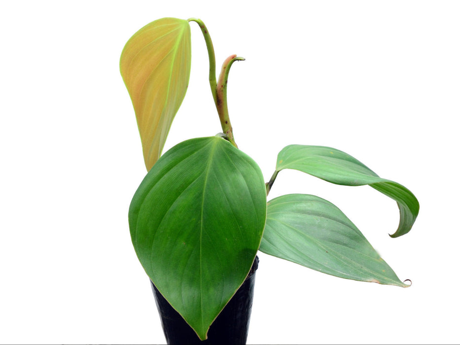 Philodendron villamagense 'Pangui'