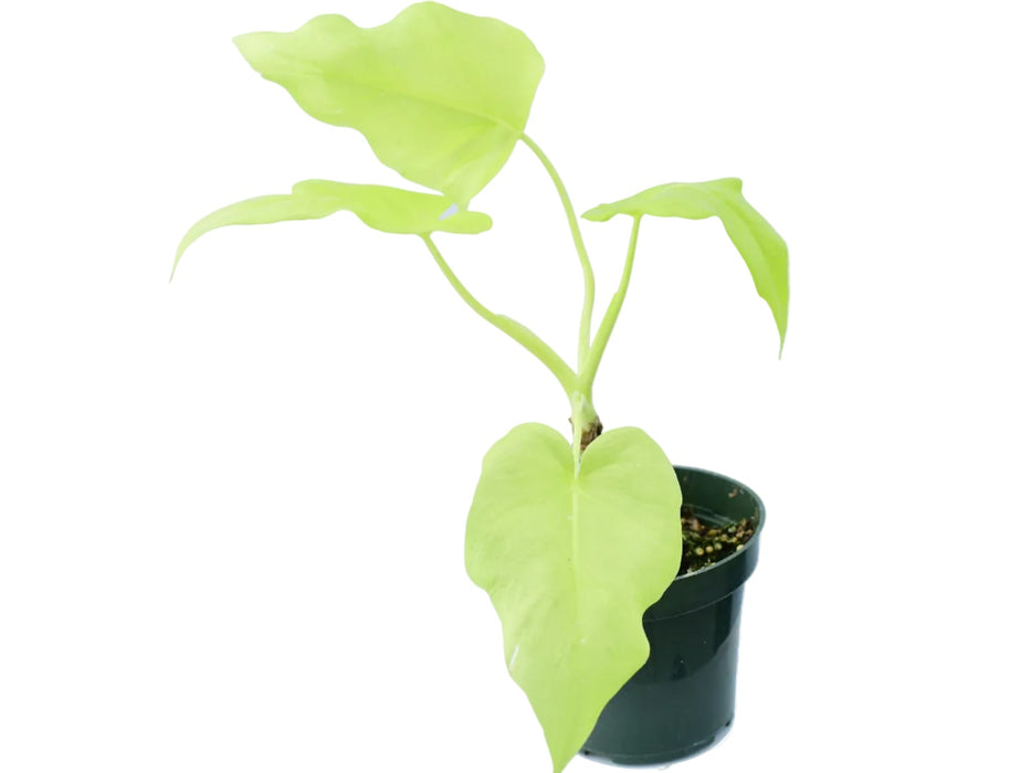 Philodendron warscewiczii 'Golden'