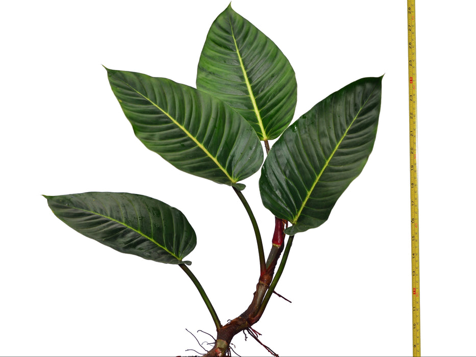 Philodendron wendlandii 2