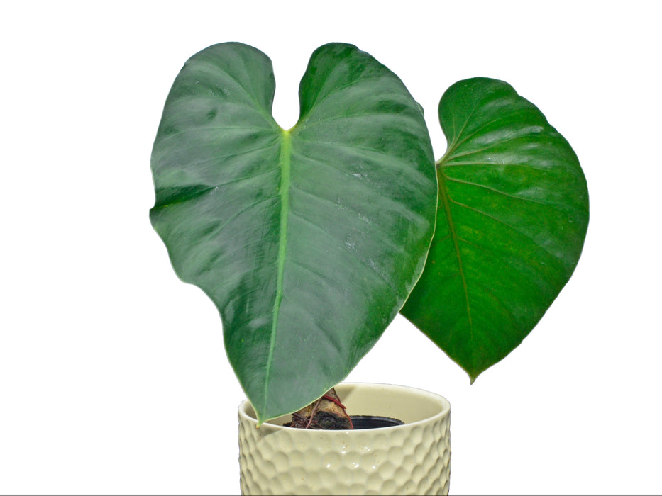 Philodendron werneri