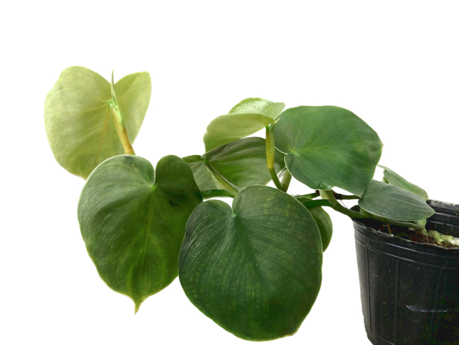 mini philodendron plant Philodendron werneri mini