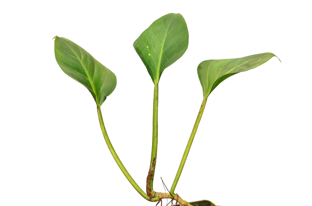 Philodendron atenuatum