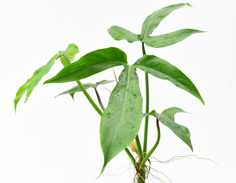 Philodendron barrosoanum 5