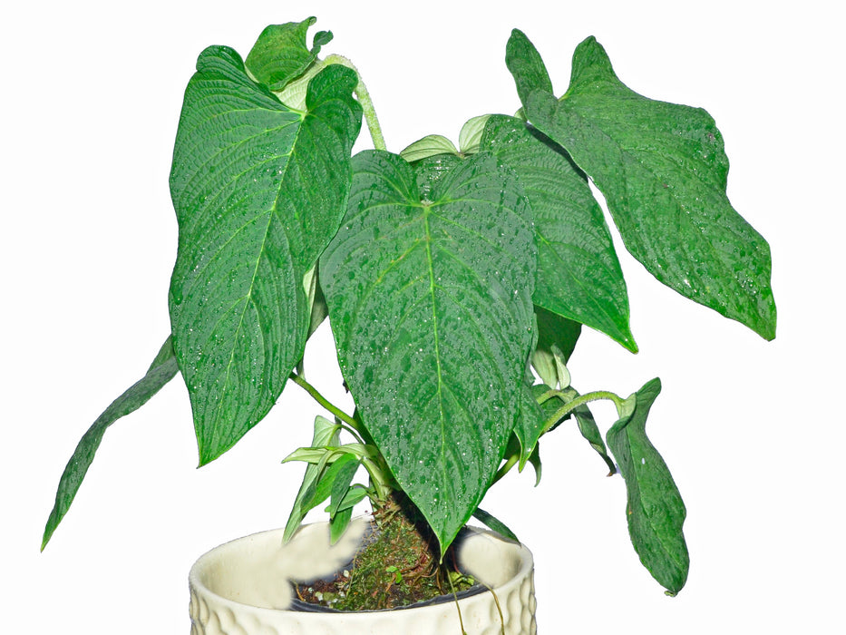 philodendron cortum Philodendron corrugatum — Ecuagenera USA Corp