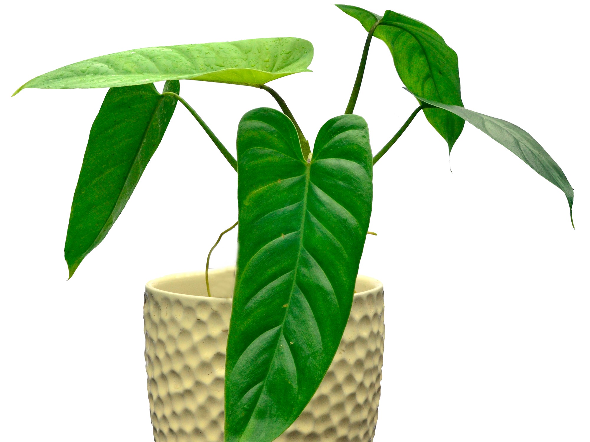 Philodendron deflexum - seedling — Ecuagenera USA Corp