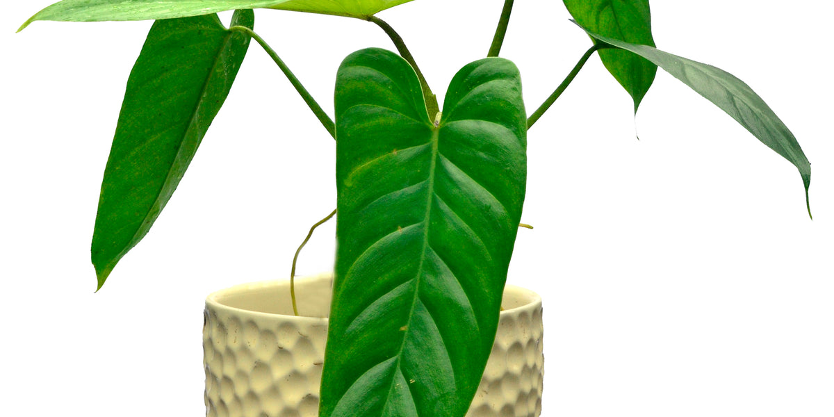 philodendron deflexum care Philodendron deflexum