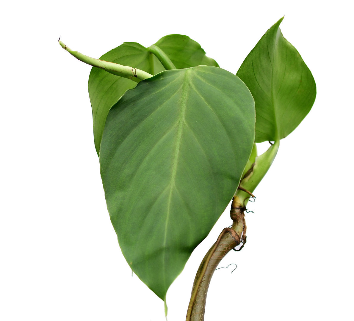 philodendron dodsonii Philodendron dodsonii — Ecuagenera USA Corp